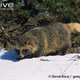 Illustration for article titled Wednesday Woof - Nyctereutes procyonoides Edition (on Thursday)